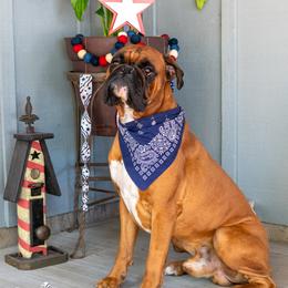Arlo - Boxer