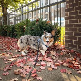 Pembroke Welsh Corgi All Grown Up from Robbie's Hobby Corgi's