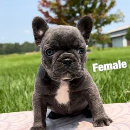 French Bulldog and Pembroke Welsh Corgi Puppies from Drea M Companion Puppies
