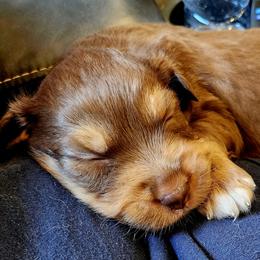 Australian Shepherds from Diamond Pines Kennels