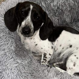 Cooper - Dachshund