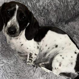 Cooper - Dachshund