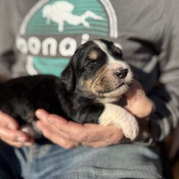 Elm - Tri-color male Bernedoodle puppy in Ferguson, North Carolina from Elevated Standards NC