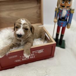 Goldendoodle Puppies from Smoodles