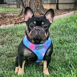 French Bulldog puppies from Mt Shasta Frenchies