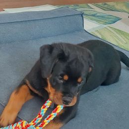 Rottweiler Puppies from Harris Hill Rottweilers