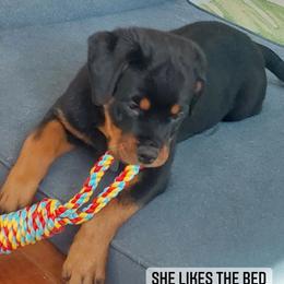 Rottweiler Puppies from Harris Hill Rottweilers