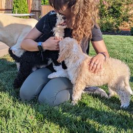 Bernedoodle Puppies from Central Valley K9