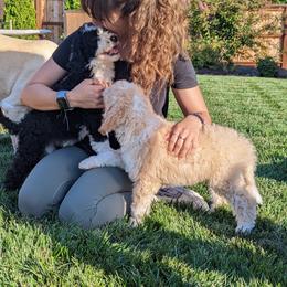 Bernedoodle Puppies from Central Valley K9
