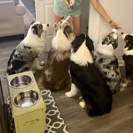 Australian Shepherd All Grown Up from Raven Creek Farms