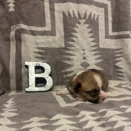 Blaze Tail intact - Red male Pembroke Welsh Corgi puppy in Maupin, Oregon from Bailey Nannini