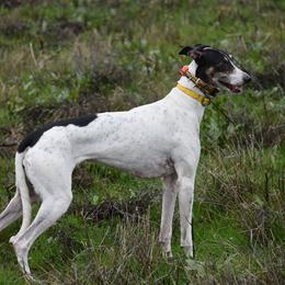Epona - Greyhound