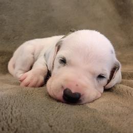 Green Boy - White and black male Dalmatian puppy in Spring Branch, Texas from D'vine Dalmatians