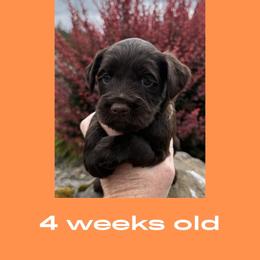 Han Solo - Chocolate male Australian Labradoodle puppy in Beavercreek, Oregon from Auburn Sky Labradoodles