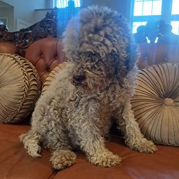 Narnia - Lagotto Romagnolo