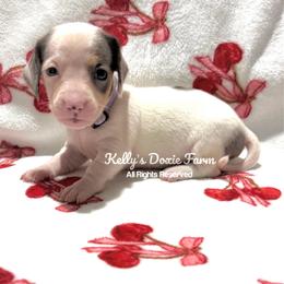 Black and Tan Dapple Piebald Female Smooth Purple Collar - Black and tan female Dachshund puppy in Cleveland, Tennessee from Kelly's Doxie Farm