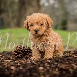 Poodle Puppies from Moore Poodles