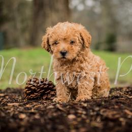 Poodle Puppies from Moore Poodles