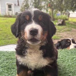 Marroon - Black rust and white male Bernese Mountain Dog puppy in Pittston, Pa, Pennsylvania from Emma-Mada's Old Thyme Berners