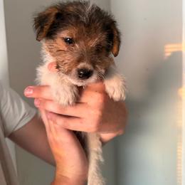 Fru Fru - White black and tan male Wire Fox Terrier puppy in Liberty, Kentucky from A day in the life of a wire fox terrier