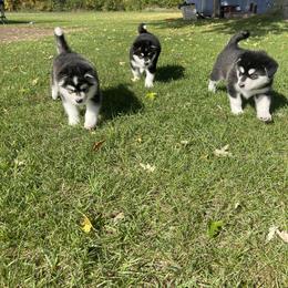 Alaskan Malamute Puppies from Fawn River Malamutes