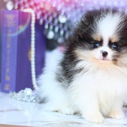 AKC Peter - Black and tan parti male Pomeranian puppy in Sacramento, California from My Precious Poms