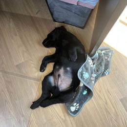 Labrador Retriever Puppies from J and D Retrievers
