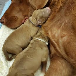 Chesapeake Bay Retriever Puppies from Shore Acres Chesapeakes