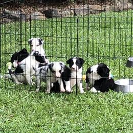 Border Collie All Grown Up from Mccurry Farms