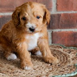 Remington - Red female Australian Labradoodle puppy in Connersville, Indiana from Dessie's Doodles