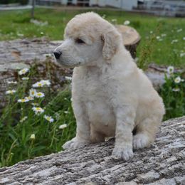 Poodle Puppies from D and D Standard Poodles
