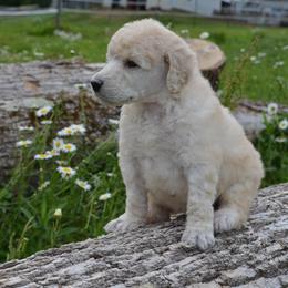 Poodle Puppies from D and D Standard Poodles