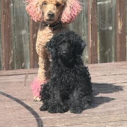 Louie - Black male Poodle puppy in Lees Summit, Missouri from Divine K9s LLC