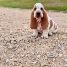 Opie - Red and white male Basset Hound puppy in Conway, Missouri from Ozark Mountain Kennel
