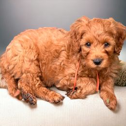 Goldendoodle Puppies from KSchott Kennels