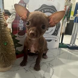 Mrs Chanel green eyes 5200 green eyes - Chocolate female Chihuahua puppy in Las Vegas, Nevada from Quality Poms Chihuahua Yorkies of Las vegas