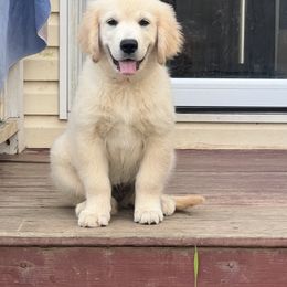 Golden Retriever Puppies from Journeyman Goldens