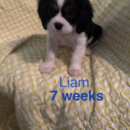 Earl Willington (Liam) - Tri-color male Cavalier King Charles Spaniel puppy in Broken Arrow, Oklahoma from Cavalier King Charles Heartland