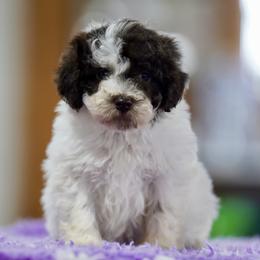 Jeremiah - White male Lagotto Romagnolo puppy in Seymour, Missouri from Terra Incognita