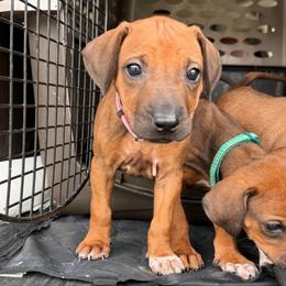 Freckles - Rd whtn blk nose female Rhodesian Ridgeback puppy in Montgomery, Texas from Timber Ridge Kennels