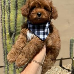 Benedict - Red  male Goldendoodle puppy in Goodyear, Arizona from GAMMIE’S DOODLES