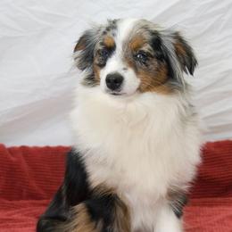 Miniature Australian Shepherd and Toy Australian Shepherd All Grown Up from Ashby Lou Aussies