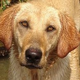 Smarty - Labrador Retriever