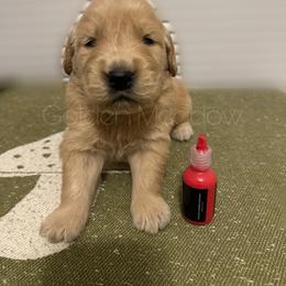 Jumba - Golden male Golden Retriever puppy in Florida from Golden Meadow
