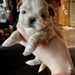 Shih Tzu Puppies from Amanda's Shih Tzu