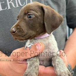 Merica - female German Shorthaired Pointer puppy in Six Mile, South Carolina from The Proper Pointer Co.