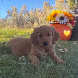 Yellow - Dark golden female Golden Retriever puppy in Rexburg, Idaho from Teton View Golden Retrievers