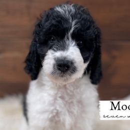 Moose - Parti Goldendoodle puppy in Conway, New Hampshire from Arbor Grace Doodles