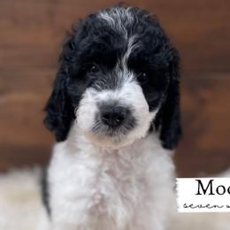 Moose - Parti Goldendoodle puppy in Conway, New Hampshire from Arbor Grace Doodles