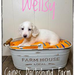 Wellsy - Cream female Dachshund puppy in Cincinnati, Ohio from Caines Dachshund Farm
